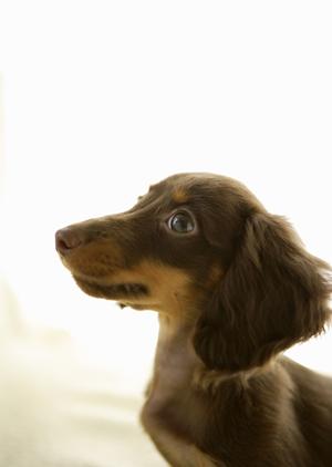 大阪でペットを安心・安全に輸送するための安いサービスガイド