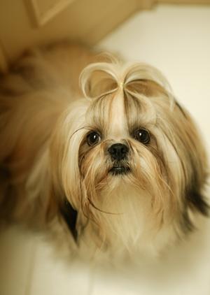 シロアリ駆除のアサンテ｜信頼の実績と即日対応可能な駆除サービス