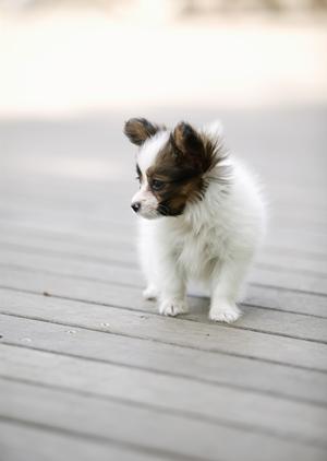 話題のうさぎカフェをお探しなら