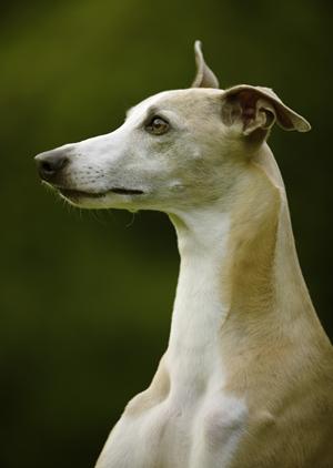 ピジョンフリーゼのブリーダーも販売も