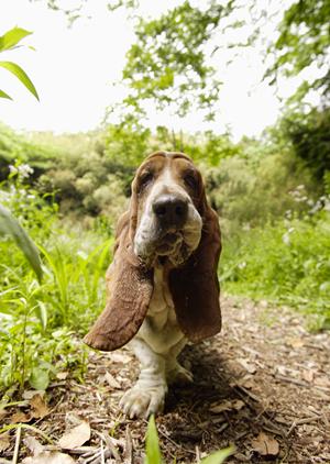 ホワイトテリアの子犬が安く買える