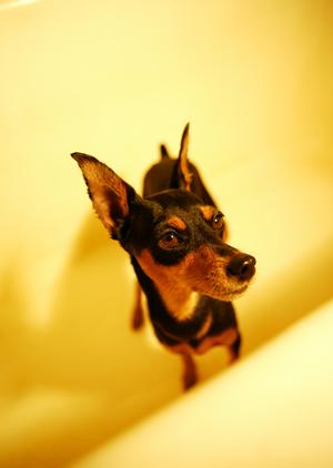 のびのびと過ごせる川崎のペットホテル