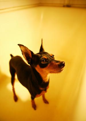 港区でおすすめのペットホテルを紹介