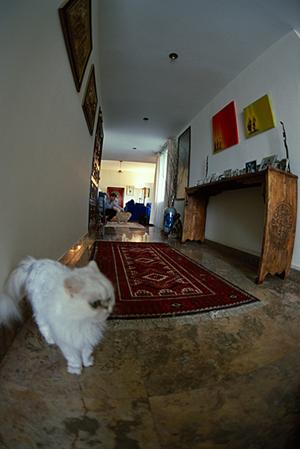 人気のトイプードルはどこで買うといいか