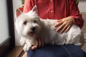 大阪のペット火葬の説明について