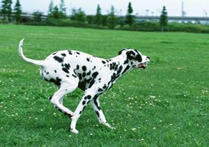 原宿でカピパラを見ることができます