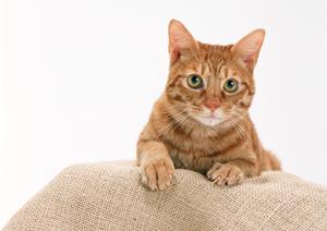 平塚で安心できる動物病院に通う