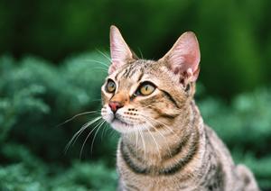 飼っている猫にペット保険をつけよう