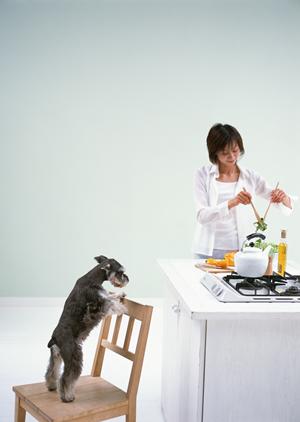 トイプードルを購入できるスタジオ