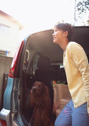 豆柴を購入できる販売店で良いところ